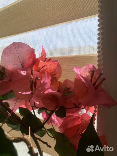 Бугенвиллия