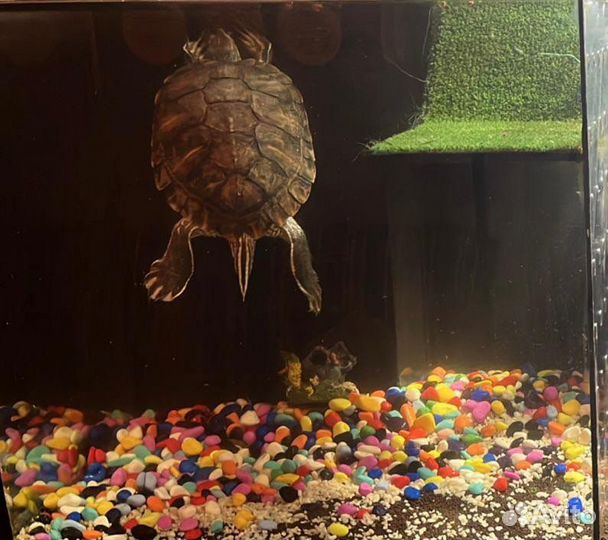 Черепашка красноухая