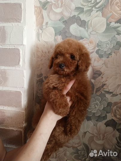 Тойчики девочки