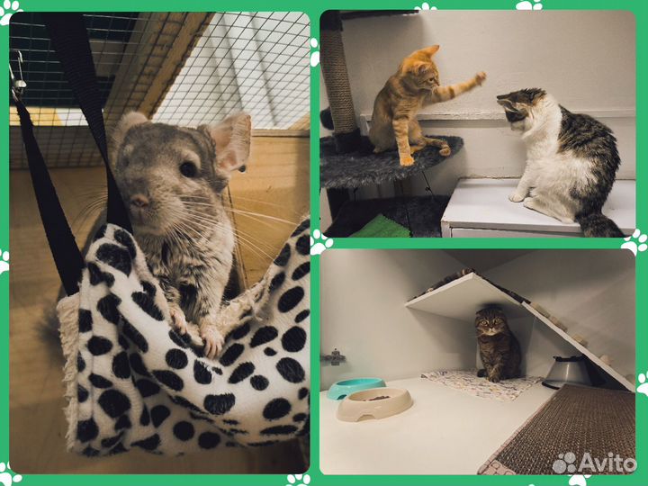 Гостиница Отель для животных