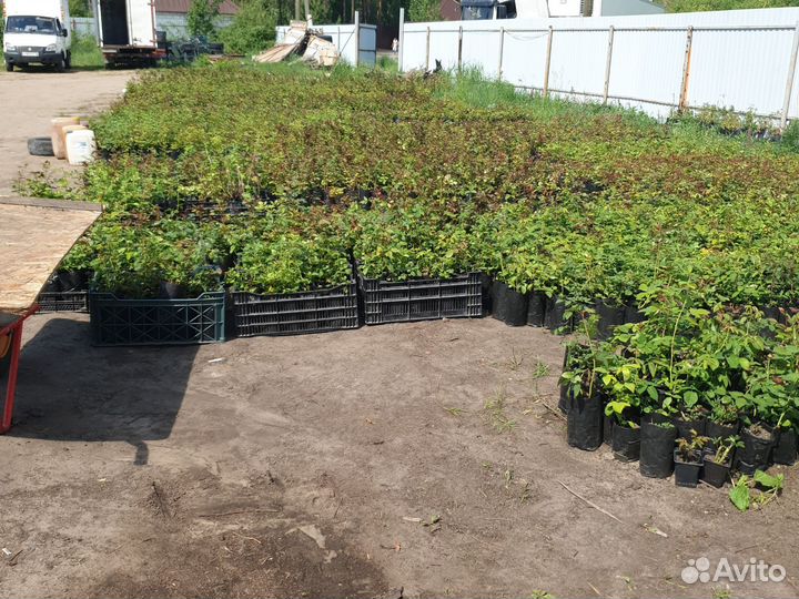 Кустовые розы саженцы и плодовых саженцев