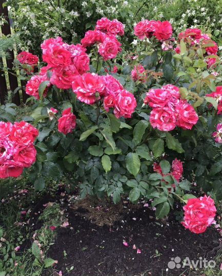 Роза плетистая Байкал, Rosarium ueterser, парковая