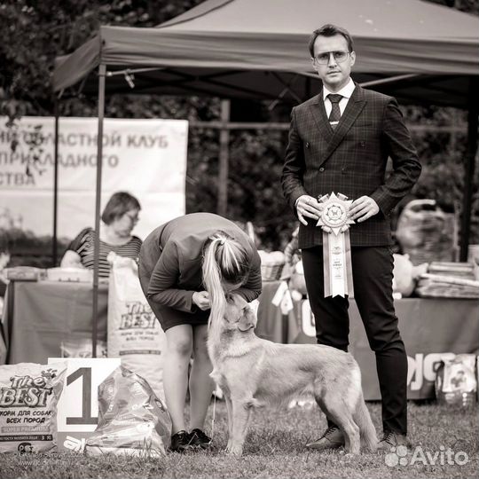 Хендлер. Подготовка собак к выставкам