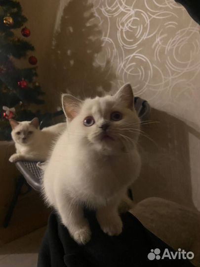 Белый котенок