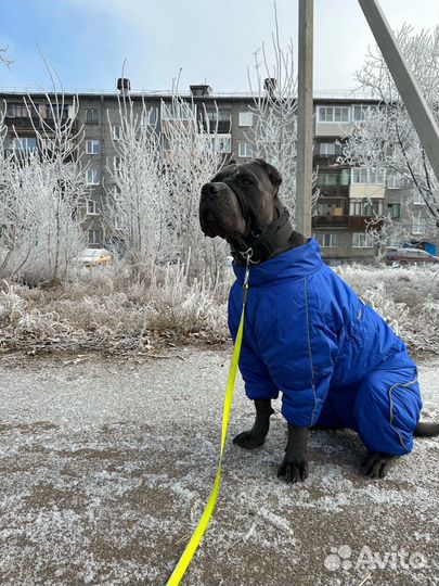 Кобель вязка кане корсо