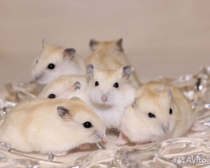 Джунгарский хомяк
