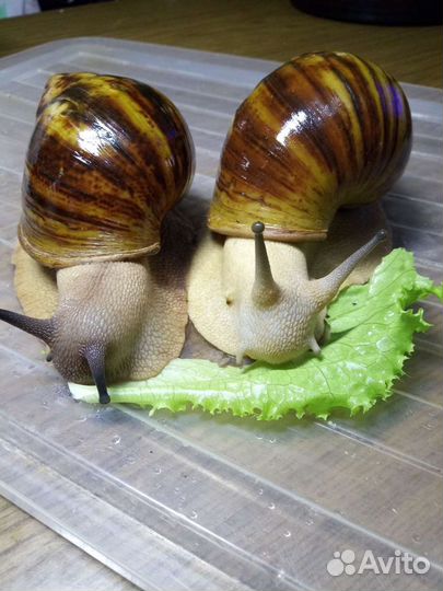 Архатины Маргината Овум