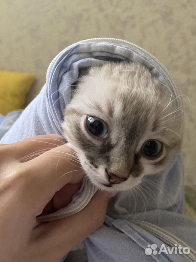 Кошка,котенок