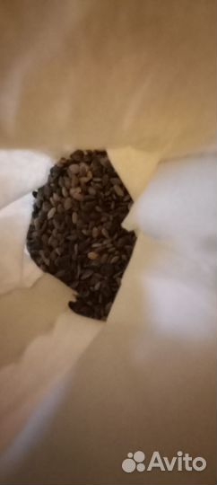 Семена сосна, ель, лиственница