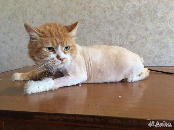 Груминг собак и кошек