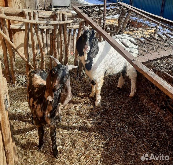 Англо нубийские козы дойные