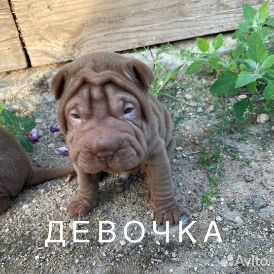 Собаки щенки шарпей