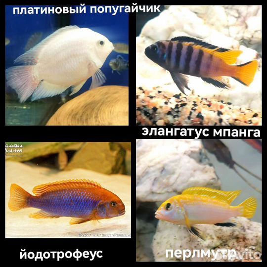 Аквариумные рыбки+ цихлиды