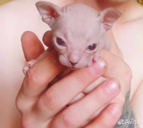 Котята сфинкс