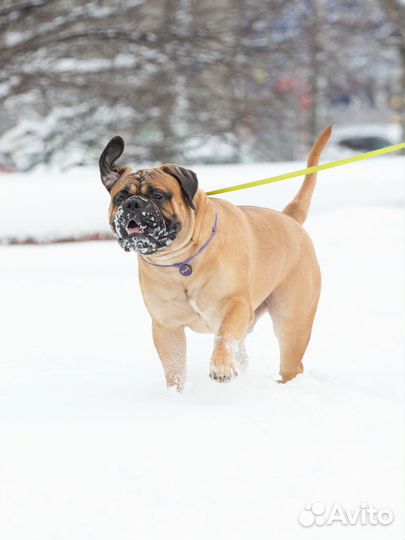 Бульмастиф