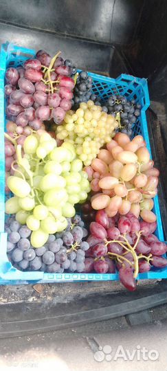 Черенки винограда