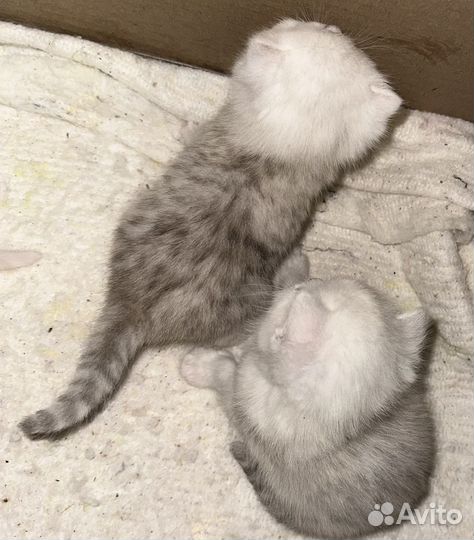 Шотландские котята