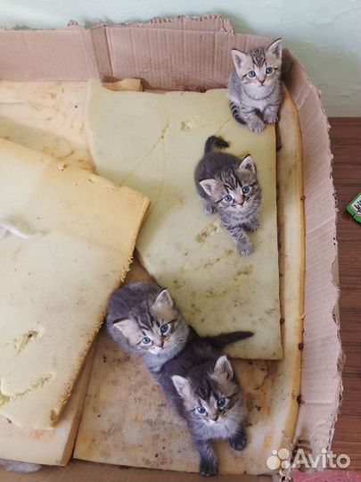 Котята в добрые руки