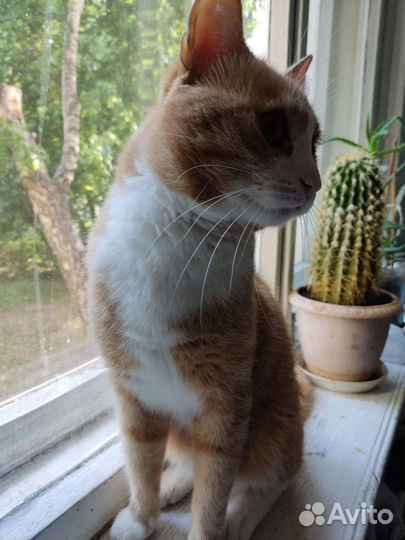 Молодой котик