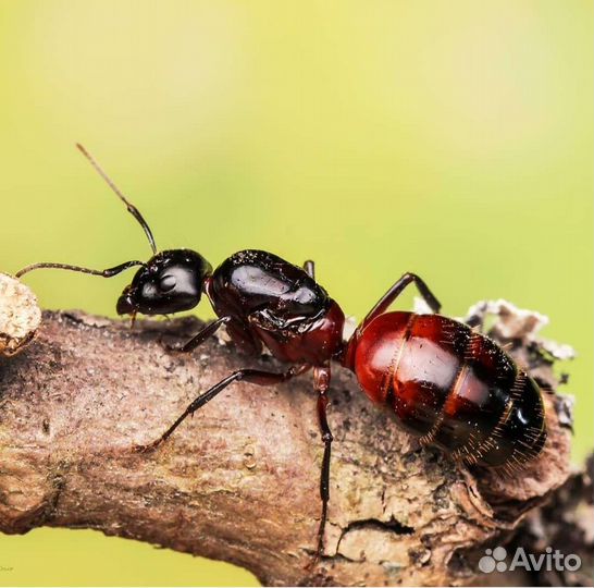 Муравьи для фермы