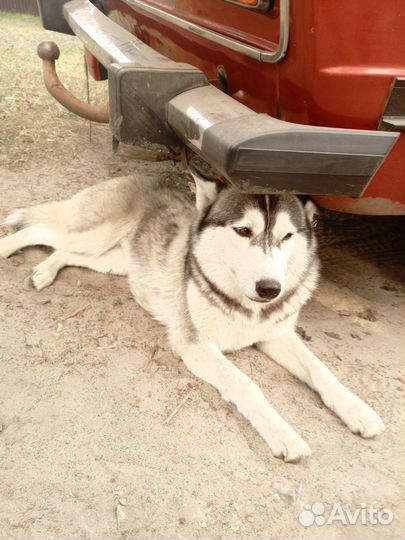 Собачка хаски