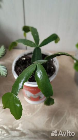 Комнатные цветы