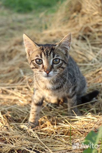 Котята в добрые руки бесплатно