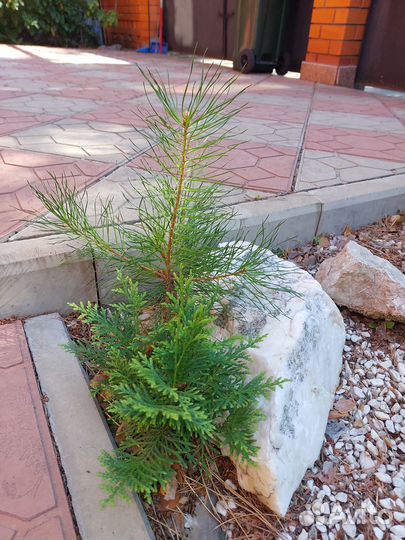 Продаются сосенки