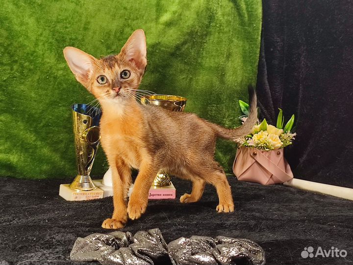 Абиссинские котята