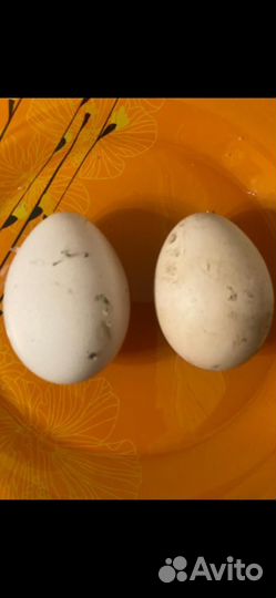 Яйца