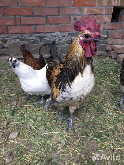 Петухи породистые