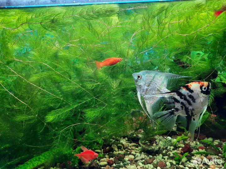 Роголистник