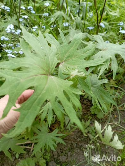 Бузульник растение