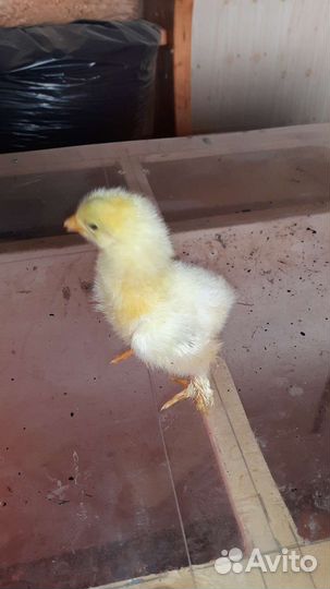 Цыплята брама