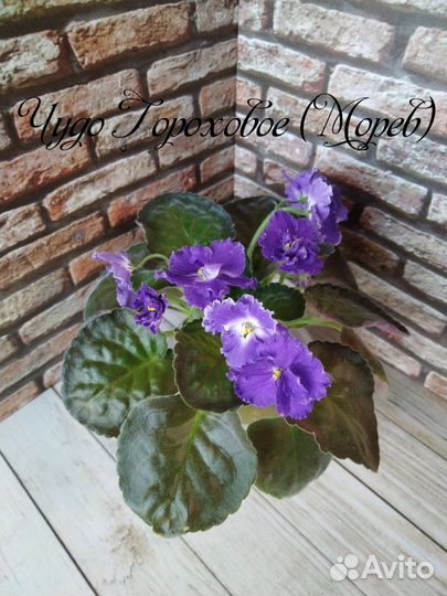 Фиалки стартеры