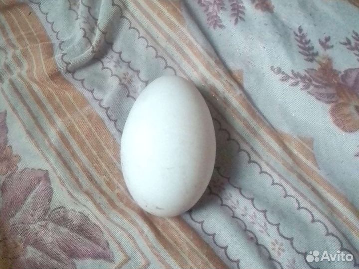 Гусинные яица