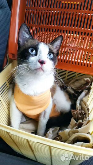 Кошка в добрые руки