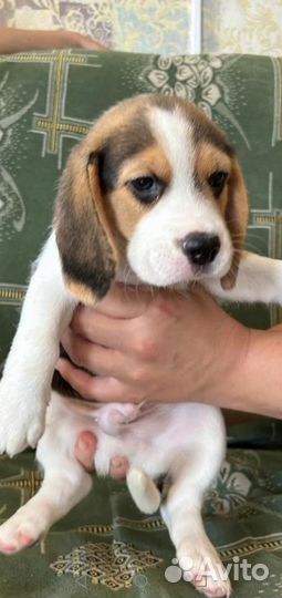 Щенки бигль