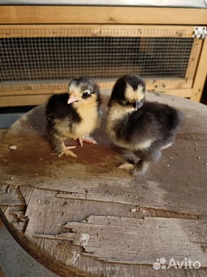 Китайские шёлковые,бентамка,мильфлер,кохинхин