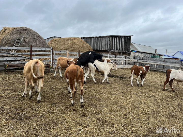 Бык бычок быки бычки симментал сементал