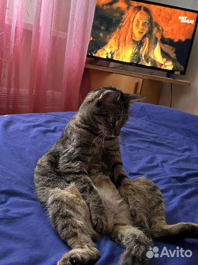 Кошка смесь бенгала и британца