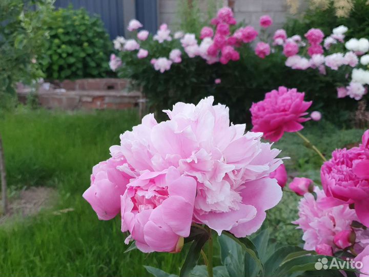 Пионы клубни