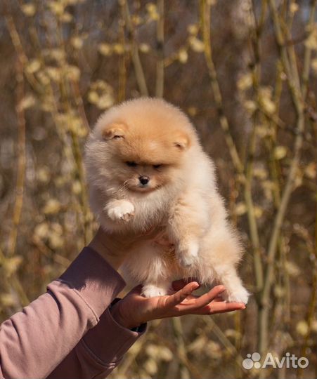 Мини шпиц девочка