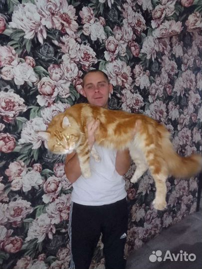 Котята мейн-кун