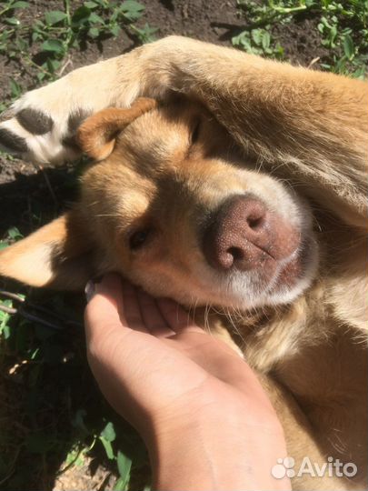 Выгул собак