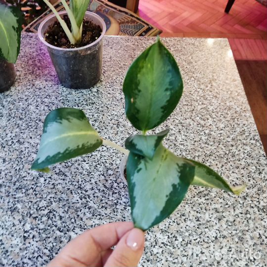 3 разные Аглаонемы Сильвер Блю/Уши слона