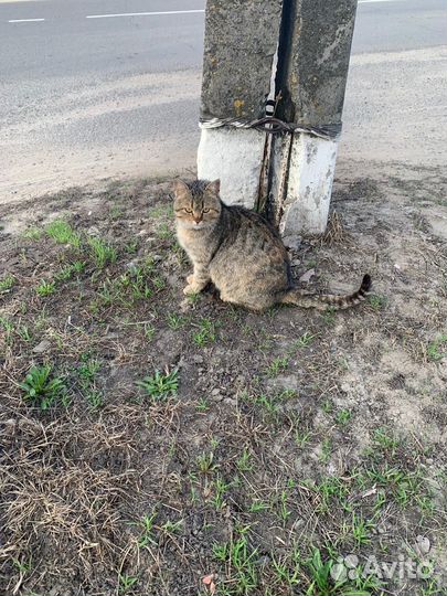 Кошечка в добрые руки