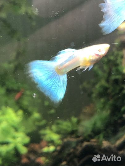 Гуппи Sky blu albinо