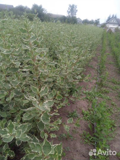 Декоративные кустарники