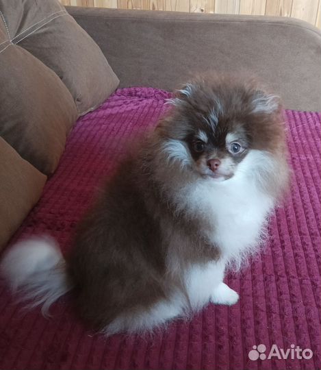 Померанчик редкого окраса